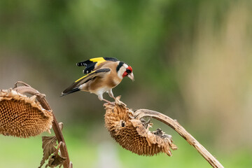 jilguero europeos posado en el tallo de un pampano de girasol  (carduelis carduelis)  