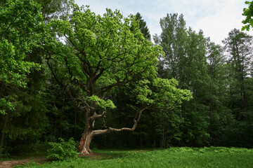 Fototapeta na wymiar big sweeping green oak tree in the park in summer