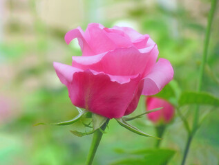Pink Rose flower blooming in spring flower garden