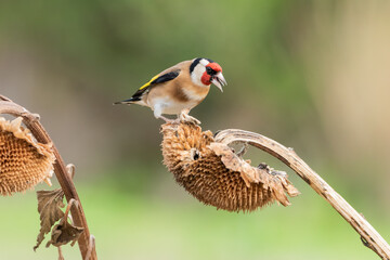 jilguero europeos posado en el tallo de un pampano de girasol  (carduelis carduelis)  