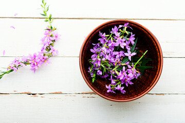 Fototapeta na wymiar Healthful blooming sally