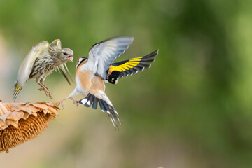 peleas entre jilguero europeo y jilguero lugano (carduelis carduelis) (spinus spinus) 