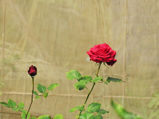 Red Rose flower blooming in spring flower garden.