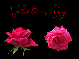 Red and pink roses isolated on black background. Rose is a symbol of love for Valentine's Day. Clipping path