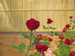 Red Rose flower blooming in spring flower garden on blurred roses flower