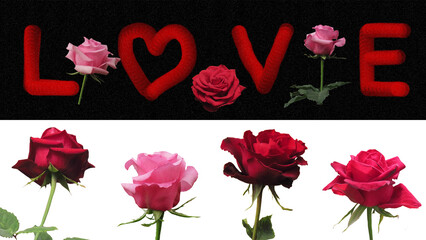 Artistic composition of roses and the words Love on valentine's day. Concept design for Valentine's day. .