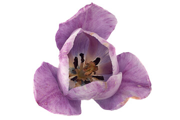 Violet tulip flower