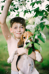 Boy and dog (beagle puppy with tattoo on tummy) playing with Blossoming branch in springtime with falling petals