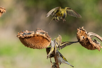 pelea de dos luganos sobre un pampano de girasol 