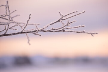 snow covered branches