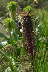 Blooming pineapple lily, scientific name Eucomis comosa
