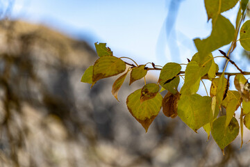 Obraz premium Autumn leaves on a mountain background