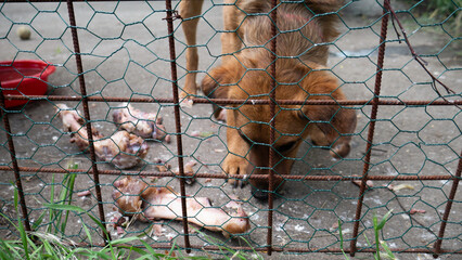Dog sniffs the bones in a dog shelter behind the fence. The focus is on the fence.