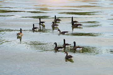 Naklejka premium ducks on the beach