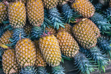 Pineapple background, lots of ripe yellow pineapples at market asia fruit food pineaple. Sri Lanka. 