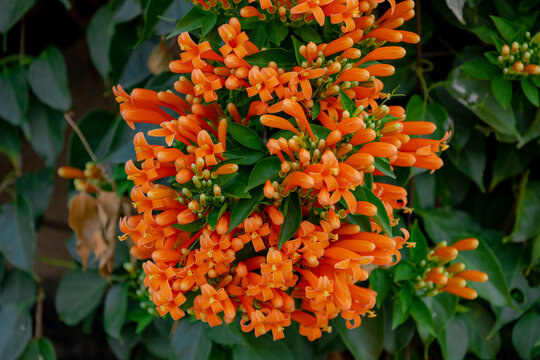 orange flowers in the gardenSelective focus of Pyrostegia venusta flowers with green leaves in the garden, Flamevine or orange trumpetvine is a plant species of the genus Pyrostegia of the family Bign