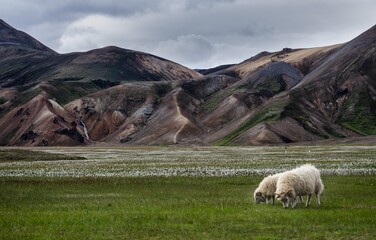 Obraz premium Landmannalaugar (Iceland)