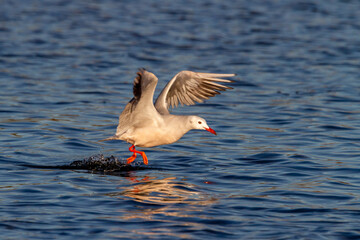 Slender-billed gull (Chroicocephalus genei) fishing in the water of the Albufera lake in Valencia (Spain)