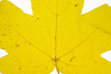Close-up of yellow leaf texture. Isolated