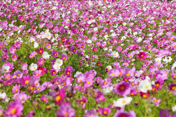 小豆島のコスモス畑