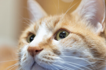 茶とらの家猫のクローズアップ