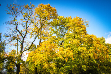 Fototapeta premium autumn in the park, cesis, gauja national park, latvia, baltic countries, baltics, europe