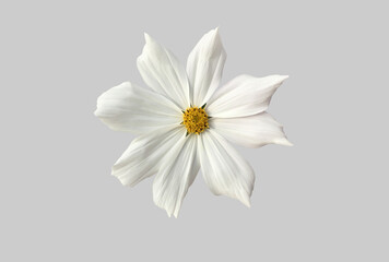 Obraz premium Isolated white cosmos flower with clipping paths.