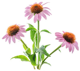 Blooming coneflower heads or echinacea flower isolated on white background close-up. - obrazy, fototapety, plakaty