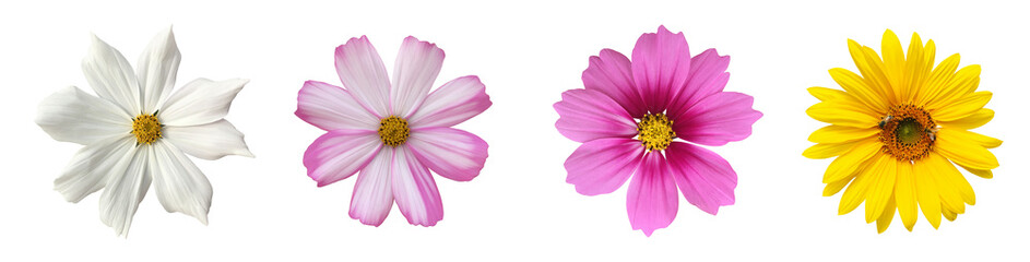 Isolated cosmos flower and sunflower with clipping paths.