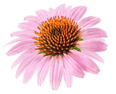 Blooming coneflower heads or echinacea flower isolated on white background close-up.