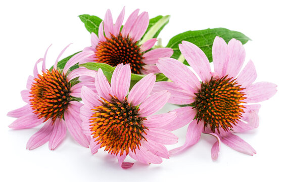 Blooming coneflower heads or echinacea flower isolated on white background close-up.