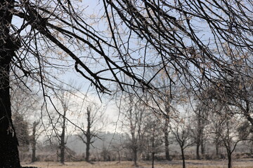 Arbres et herbes givrés hiver