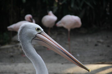 pelican on the beach 
