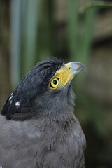 close up of a bird