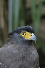 Fototapeta premium close up of an eagle