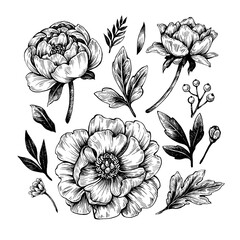 Graphic floral elements. Hand drawn ink and feather drawing.