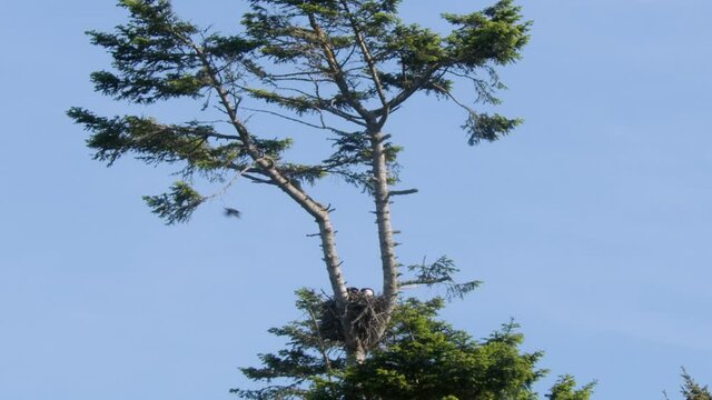 Eagles in tall tree being harassed by crows