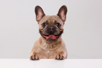 Portrait of adorable, happy dog of the French Bulldog breed. Cute smiling dog licking lips and asks for food. Free space for text. Gray background.