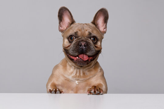 Portrait of adorable, happy dog of the French Bulldog breed. Cute smiling dog licking lips and asks for food. Gray background. Banner with copy space for popular social media website cover image.