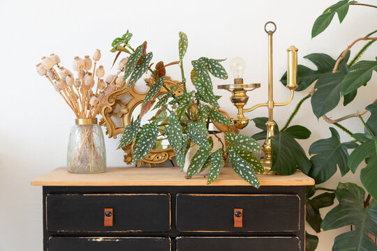 Begonia Maculata on vintage sideboard with wooden panel and black drawers against white background next to golden vintage bedside lamp, dried poppy seed pods in glass jar and Philodendron Squamiferum.