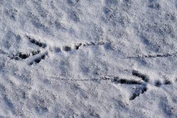 Bird foot steps in snow