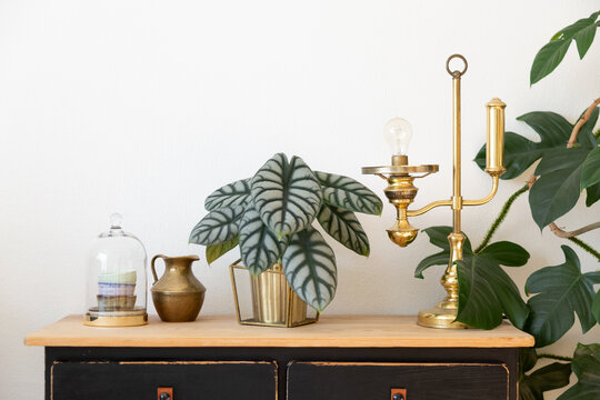 Alocasia Silver Dragon in golden plant pot on vintage sideboard with wooden panel and black drawers against white background. Golden vintage decoration and glass jar and a Philodendron Squamiferum.