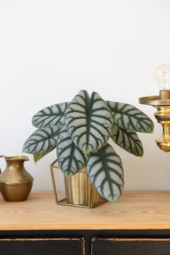 Alocasia Silver Dragon with 8 lush leaves in golden plant pot on vintage sideboard with wooden panel and black drawers against white background. Golden vintage decorative objects and glass jar.