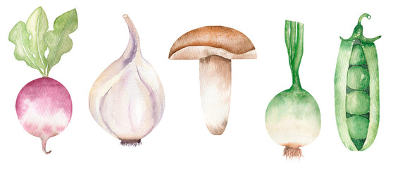 Watercolor hand drawn Vegetables set, radish, garlic, onion clipart, Kitchen Healthy Food illustration, Culinary Clipart, Garden Plants, logo design