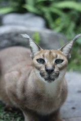 Lynx in the zoo