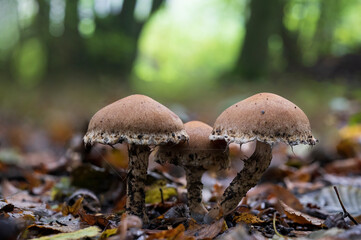 Side view of three Weeping Widow mushrooms (lacrymaria lacrymabunda) in a dark spot in the Westerpark in Zoetermeer