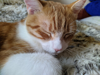 Maine Coon kitten lies on a soft sofa.