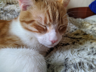 Naklejka na ściany i meble Maine Coon kitten lies on a soft sofa.