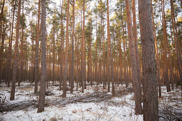 Pine Forest light snow