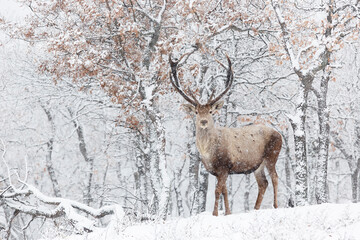 Winter photo of red deer, Cervus elaphus. Deer standing in a snowstorm. Trophy deer with antlers in...